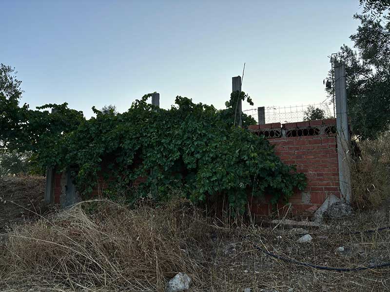 Finca de Olivar FO001 en venta