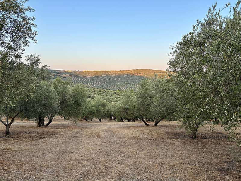 Finca de Olivar FO001 en venta