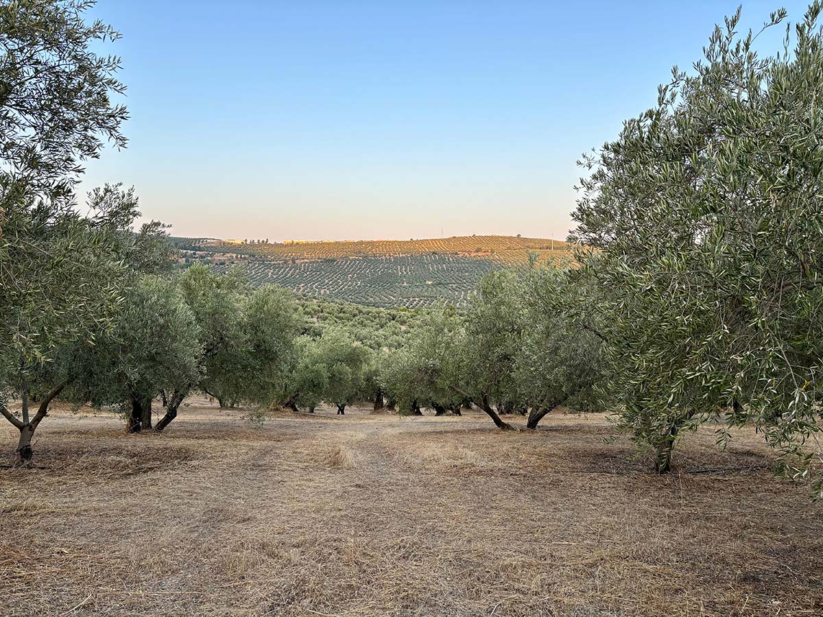 Finca de Olivar FO001