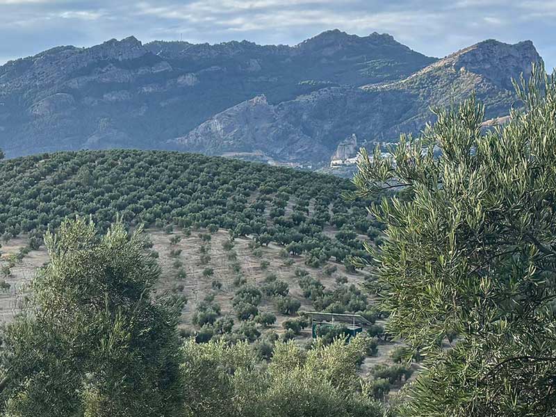Finca de Olivar en Venta