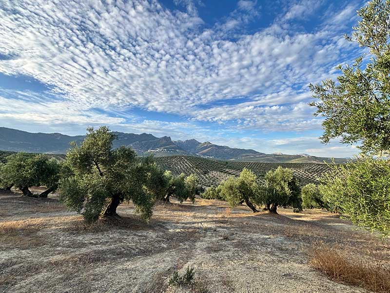 Finca de Olivar FO004