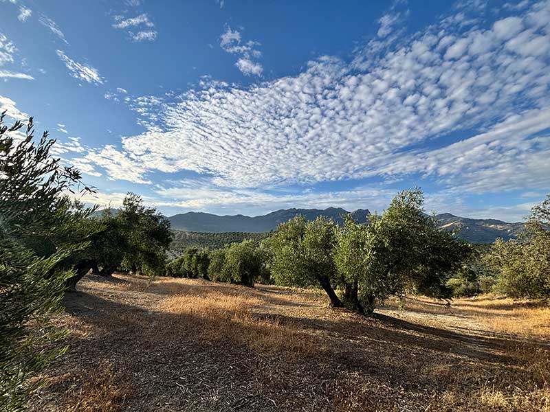 Finca de Olivar FO004