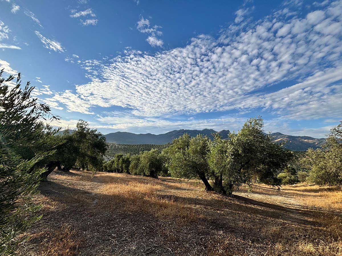 Finca de Olivar FO004