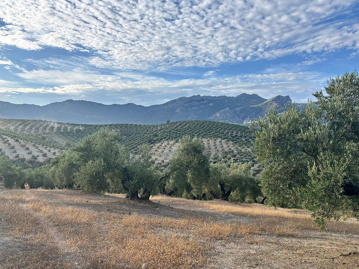 Finca de Olivar FO004