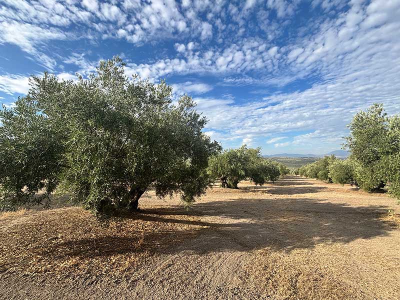 Finca de Olivar FO005 en Venta