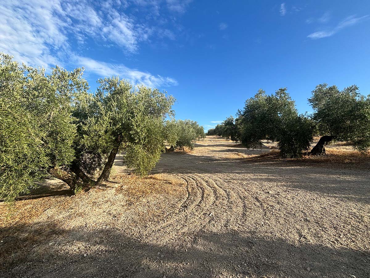Finca de Olivar FO005