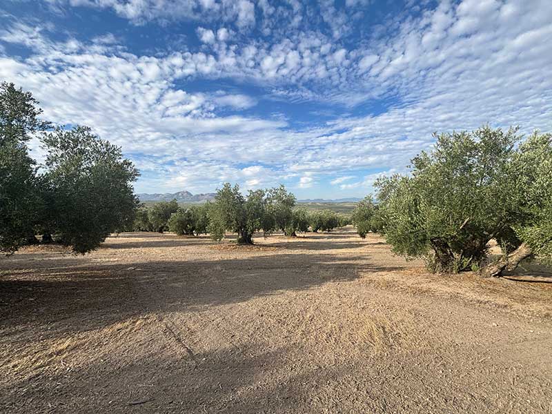 Finca de Olivar FO005 en Venta