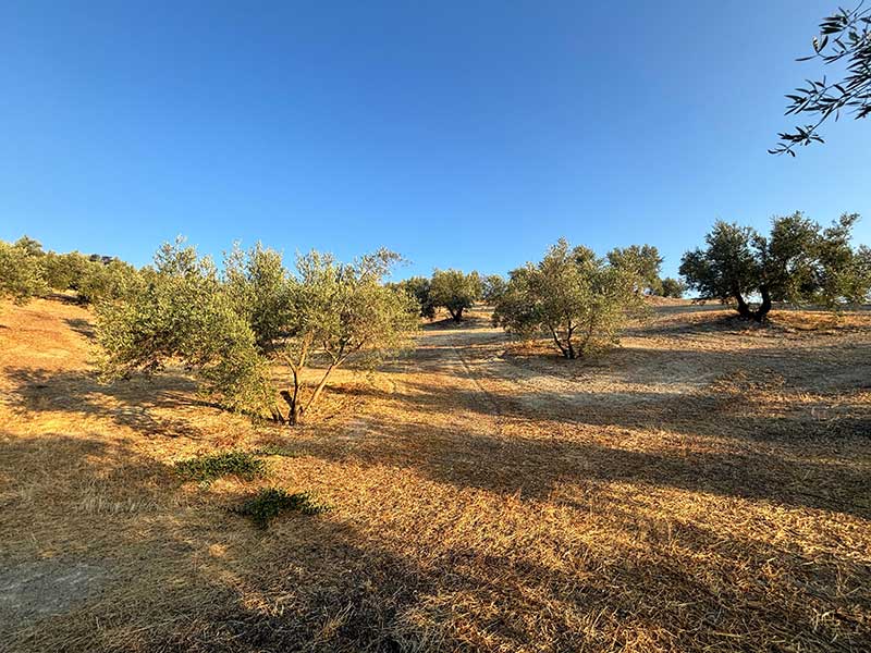 Finca de Olivar FO002 en venta