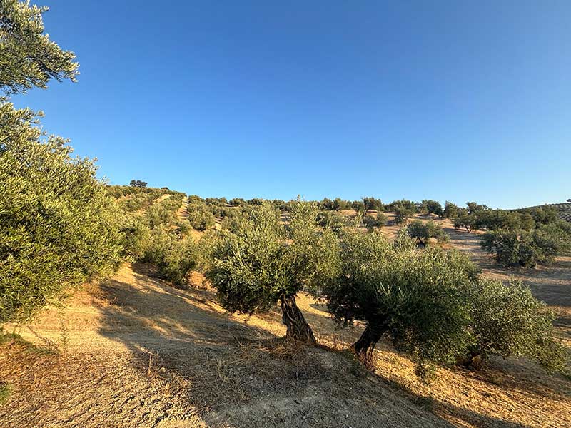 Finca de Olivar FO002 en venta