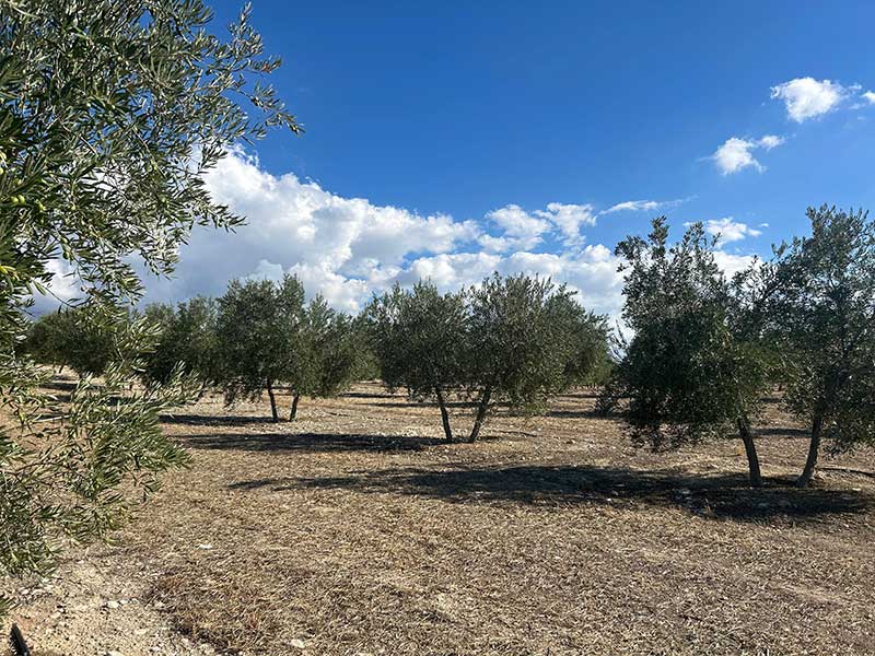 Finca de Olivar FO006 en Venta en Peal de Becerro