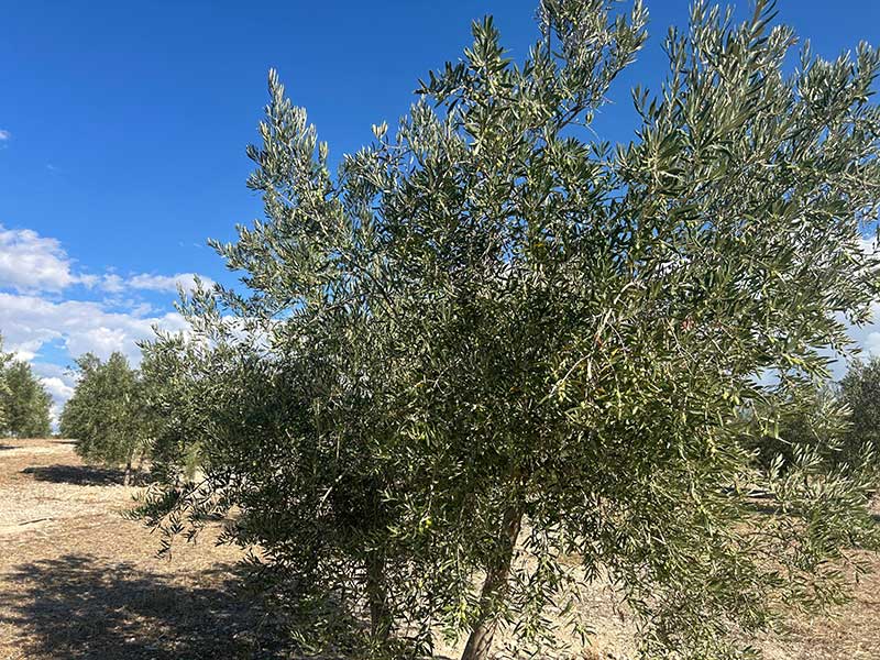 Finca de Olivar FO006 en Venta en Peal de Becerro